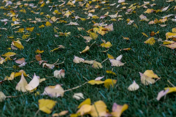 Hojas Amarillas Otoño Yacen Sobre Hierba Verde —  Fotos de Stock