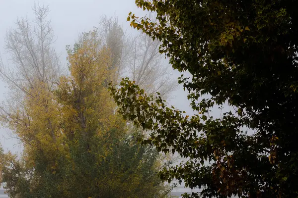 Herfst Kleurrijke Bomen Mist — Stockfoto