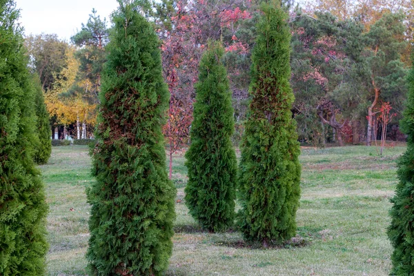 Grüne Zypressen Auf Einer Lichtung Vor Einem Herbstlich Bunten Wald — Stockfoto