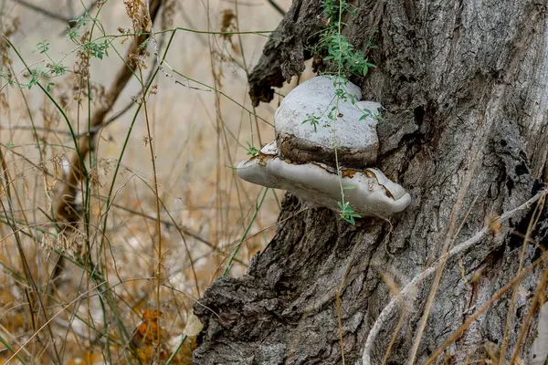 Mushrooms Autumn Growing Tree — Stock Photo, Image