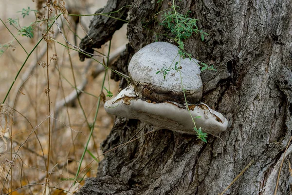 Mushrooms Autumn Growing Tree — Stock Photo, Image