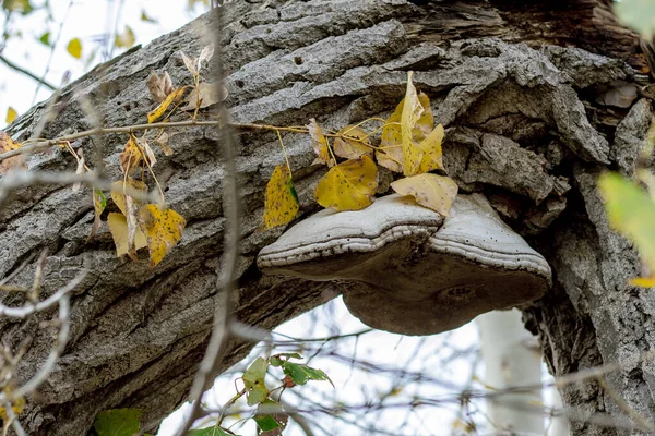 秋になると木の上でキノコが育ち — ストック写真