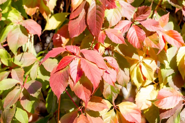 red-yellow-green leaves of wild grapes in autumn