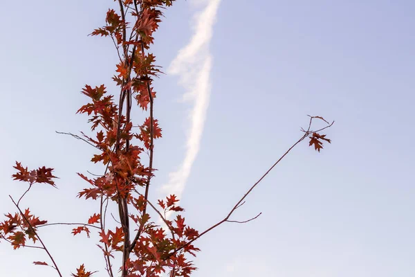 Avond Hemel Bij Zonsondergang Een Achtergrond Van Bomen — Stockfoto