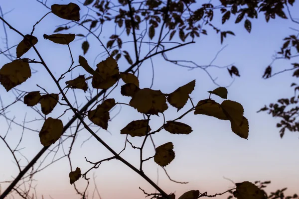 Abendhimmel Bei Sonnenuntergang Vor Einem Hintergrund Von Bäumen — Stockfoto