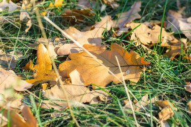 Sonbaharda çimlerin üzerinde sarı kuru yapraklar