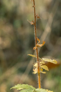 Sonbaharda ağaç dalında sarı kuru yapraklar