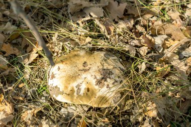 Ormanda sonbaharda mantarlar