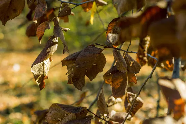 Gele Droge Bladeren Een Boomtak Herfst — Stockfoto