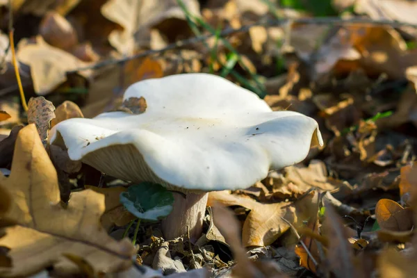 Mushrooms Autumn Forest Glade — Stock Photo, Image