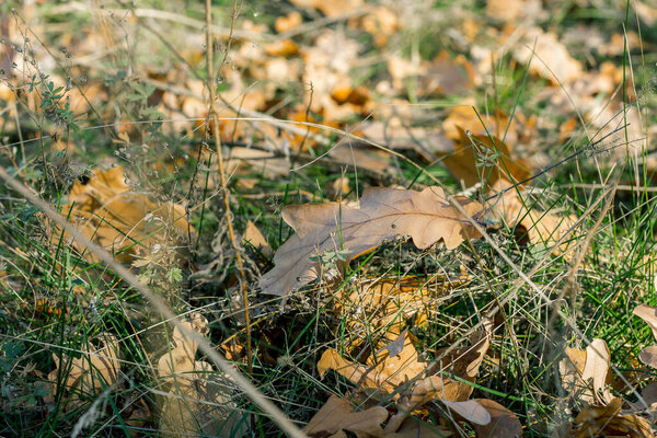 yellow dry leaves on the grass in autumn