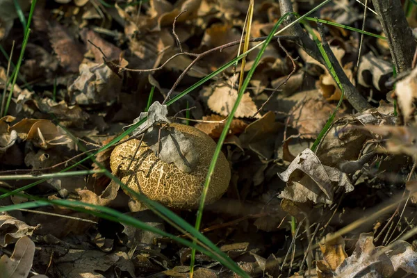 Mushrooms Autumn Forest Glade — Stock Photo, Image