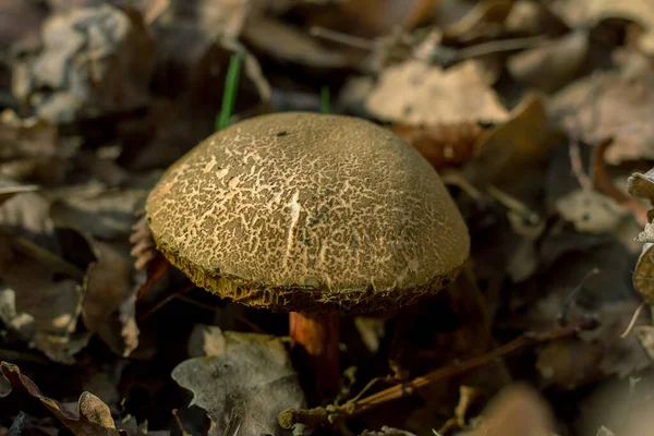 Cogumelos Outono Uma Clareira Florestal — Fotografia de Stock