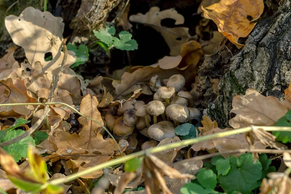 Grzyby Jesienią Leśnej Polanie — Zdjęcie stockowe