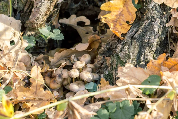 Mushrooms Autumn Forest Glade — Stock Photo, Image