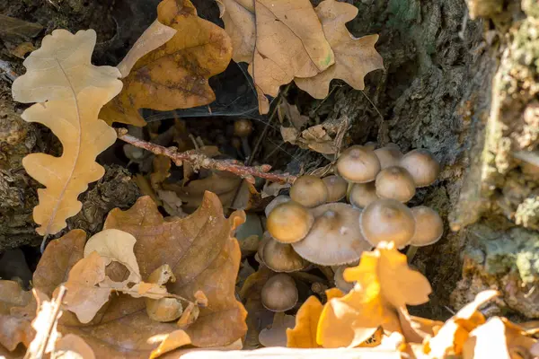 Mushrooms Autumn Forest Glade — Stock Photo, Image