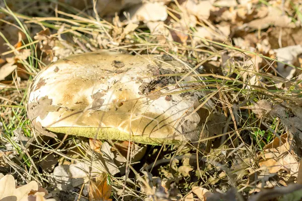 Mushrooms Autumn Forest Glade — Stock Photo, Image