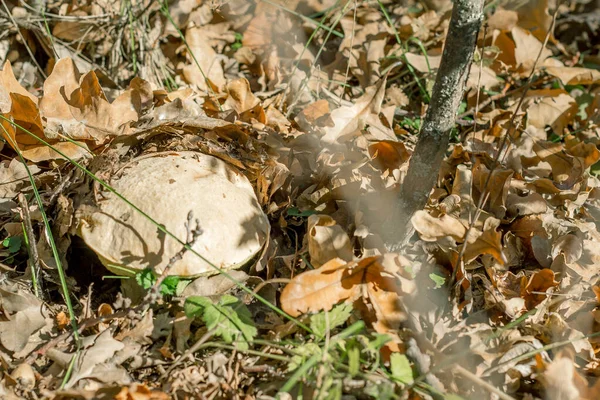 Mushrooms Autumn Forest Glade — Stock Photo, Image