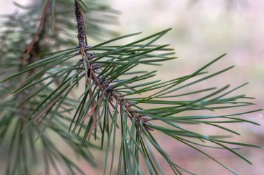 Yeşil çam dalı yakın.