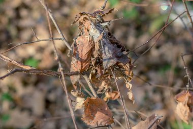 Sonbaharda ağaç dalında sarı kuru yapraklar