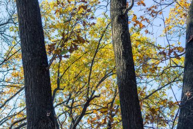 Ağaçlarda sarı yaprak olan sonbahar ormanı