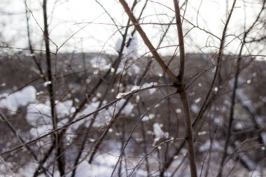 Karda ağaç dalları ve küçük buz kütleleri