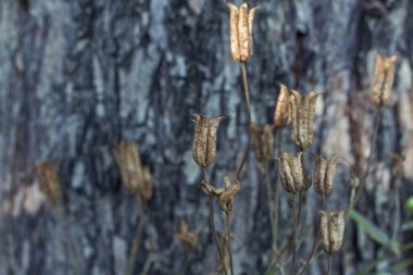 ağaç kabuğu dokusu arkaplanı
