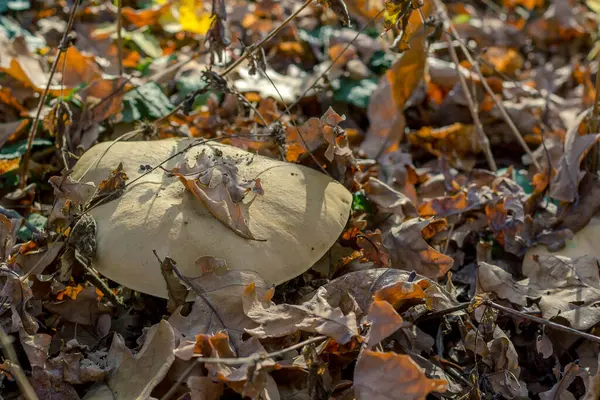 Mushrooms Autumn Forest Glade — Stock Photo, Image