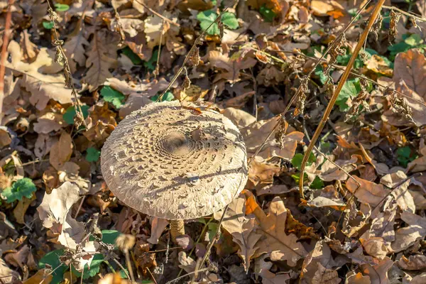 Mushrooms Autumn Forest Glade — Stock Photo, Image