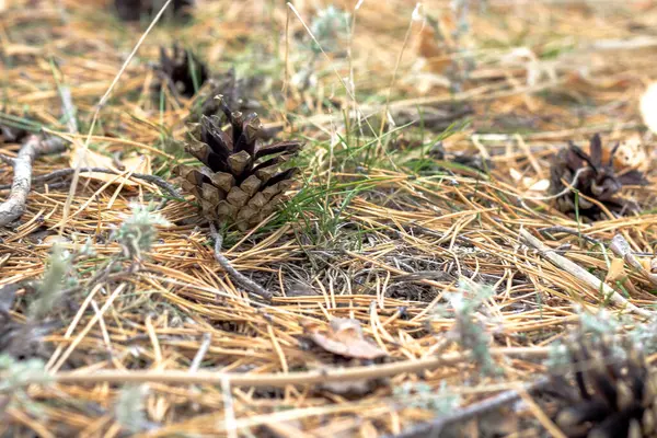 Pine Cones Lie Ground Fallen Yellow Needles — Stock Photo, Image