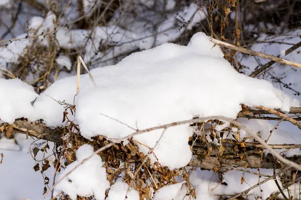 雪と小さな氷の中に木の枝があり — ストック写真