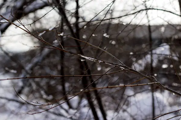 Ramas Árboles Nieve Pequeños Témpanos Hielo —  Fotos de Stock