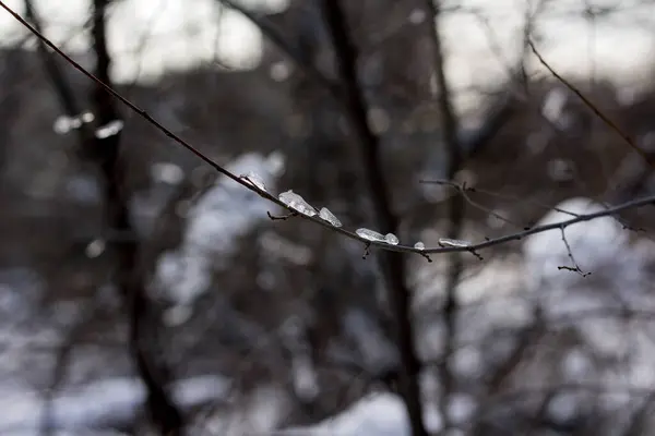 Κλαδιά Δέντρων Στο Χιόνι Και Μικροί Πάγοι Επιπλέουν — Φωτογραφία Αρχείου