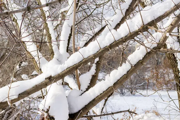 Κλαδιά Δέντρων Στο Χιόνι Και Μικροί Πάγοι Επιπλέουν — Φωτογραφία Αρχείου
