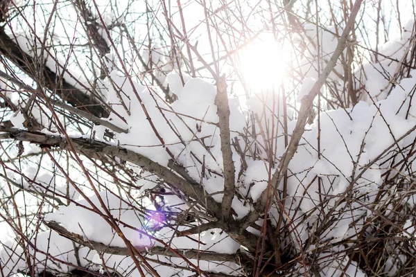 Träd Grenar Snön Och Små Isflak — Stockfoto