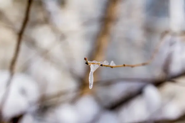 Ramas Árboles Nieve Pequeños Témpanos Hielo —  Fotos de Stock