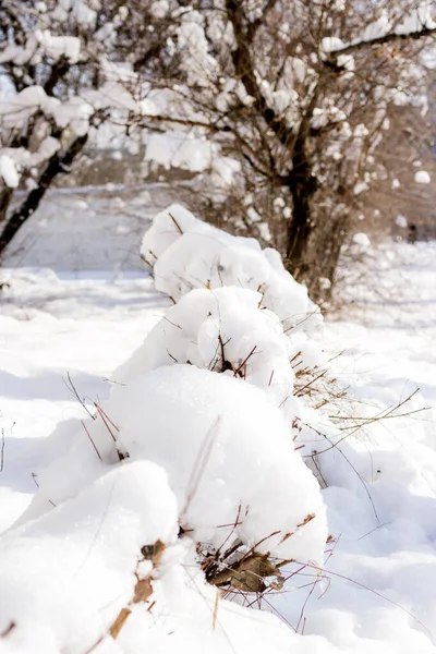 雪と小さな氷の中に木の枝があり — ストック写真