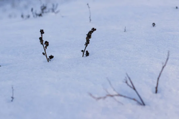 太陽の下での雪の白い背景 — ストック写真