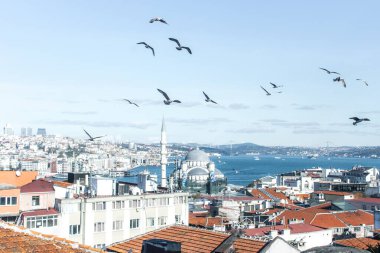 Martılar İstanbul ve Boğaz üzerinde uçuyor