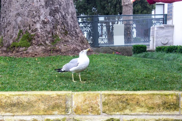 Gran Gaviota Blanca Camina Por Calle —  Fotos de Stock