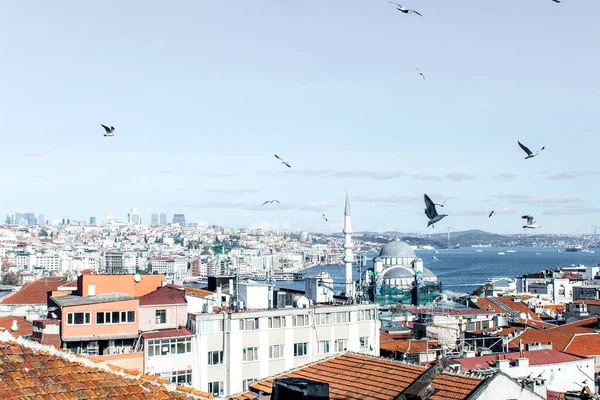 Möwen Fliegen Über Istanbul Und Den Bosporus — Stockfoto