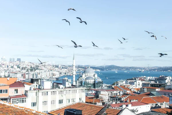 Martılar Stanbul Boğaz Üzerinde Uçuyor — Stok fotoğraf