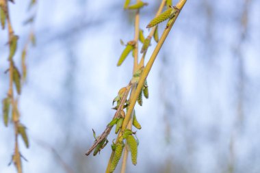 Genç yeşil yapraklar baharda ağaç dallarında