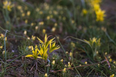 Yeşil çimlerde küçük sarı çuha çiçekleri