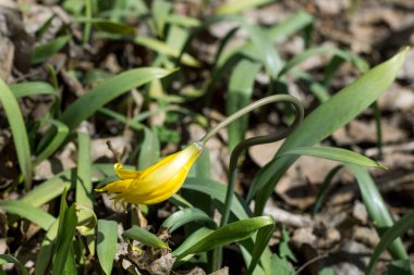 Yeşil çimlerde küçük sarı çuha çiçekleri