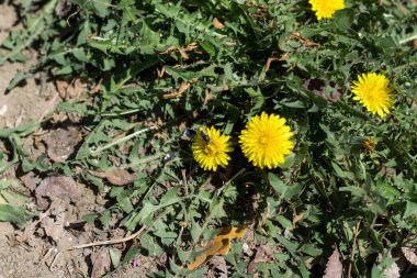Baharda açan sarı karahindiba