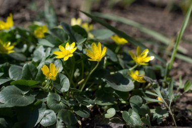 Yeşil çimlerde küçük sarı çuha çiçekleri