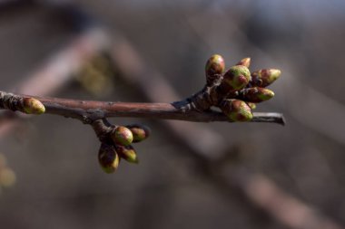 Tomurcuklar baharda ağaçlarda açar.