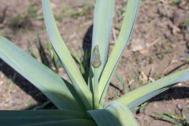 yeşil tomurcuk ve lale yaprakları