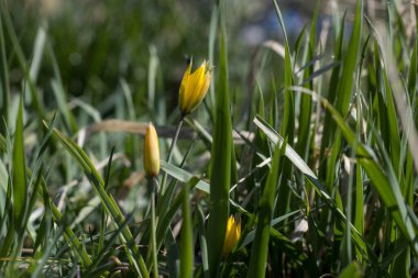 Yeşil çimlerde küçük sarı çuha çiçekleri